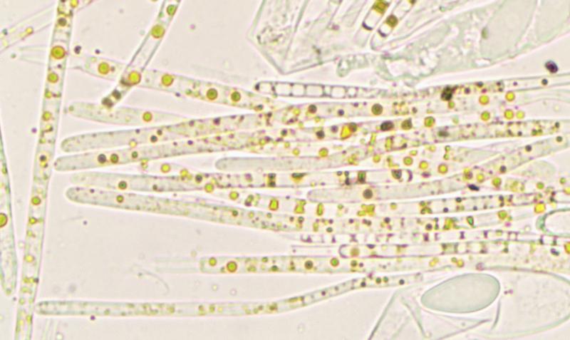 macrostoma