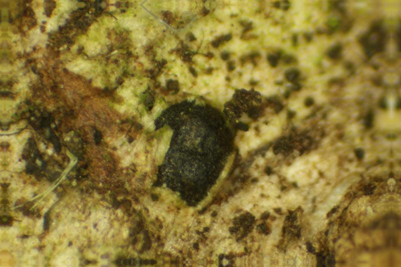 macrostoma