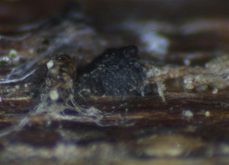 macrostoma