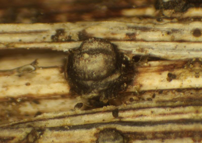 macrostoma