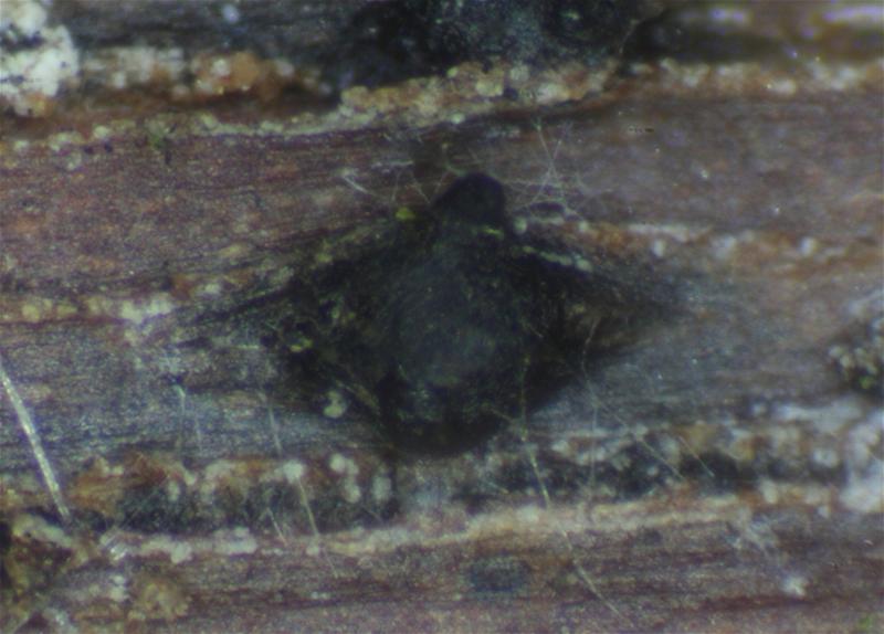 macrostoma