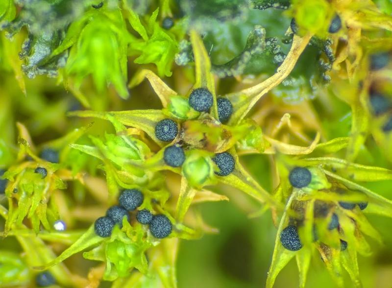 macrostoma