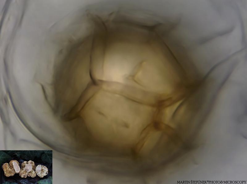 macrostoma