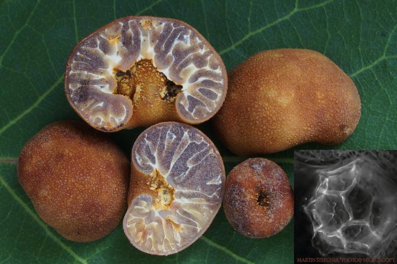 macrostoma