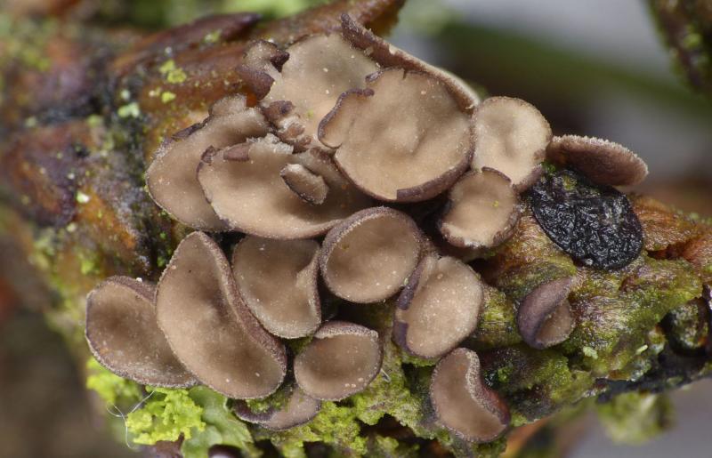 macrostoma