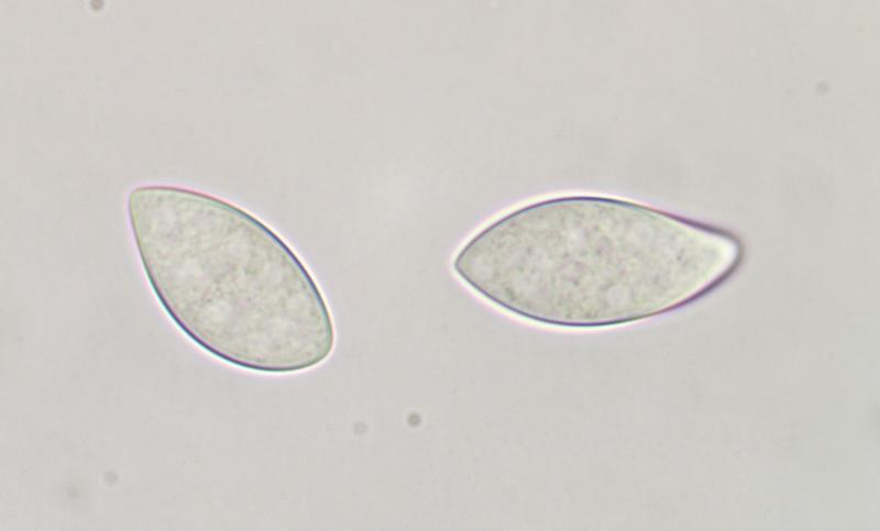 macrostoma