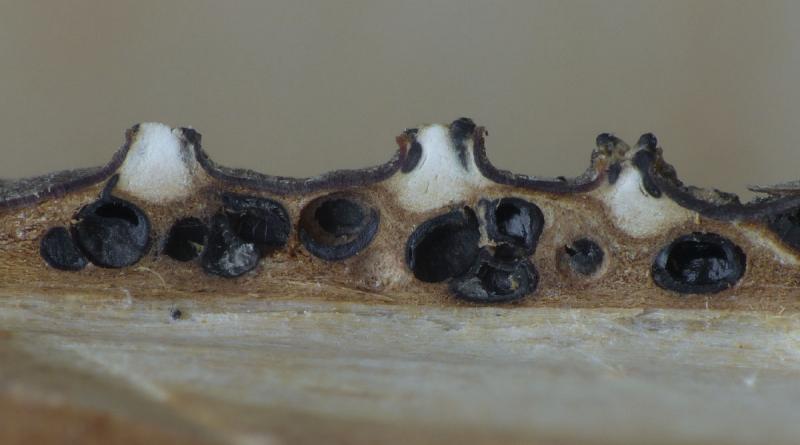 macrostoma