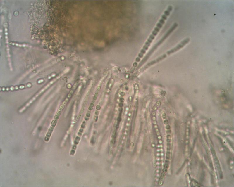 macrostoma