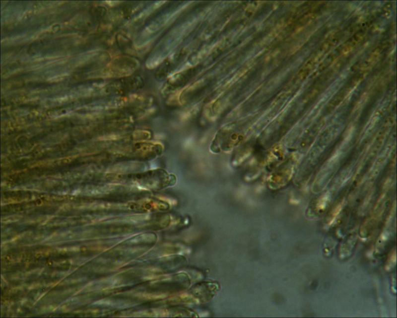 macrostoma