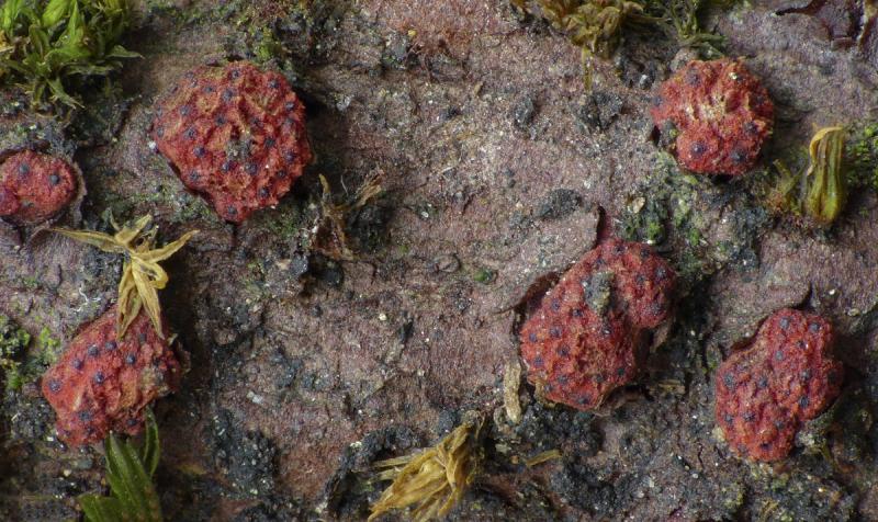 macrostoma