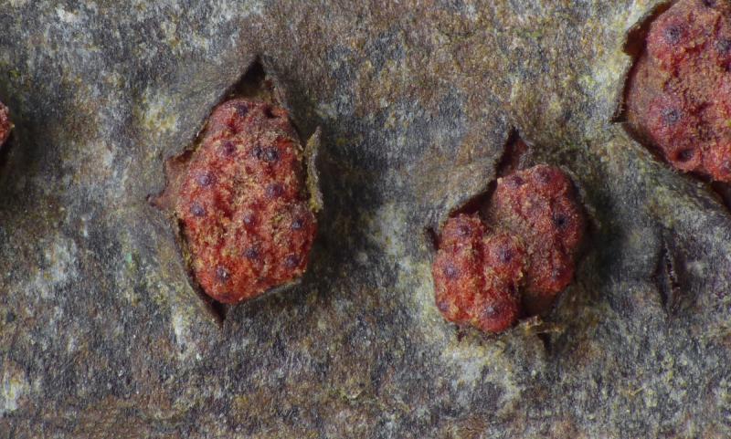 macrostoma