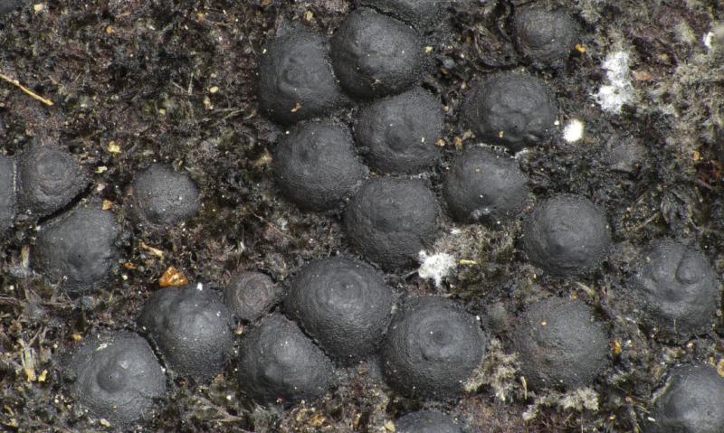 macrostoma