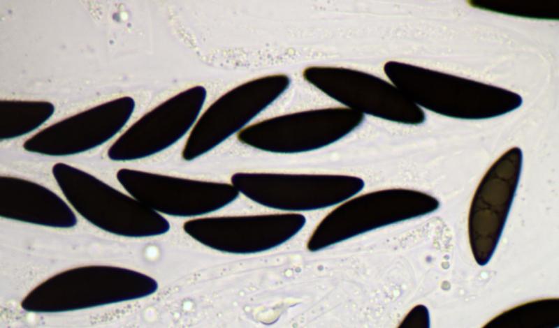 macrostoma