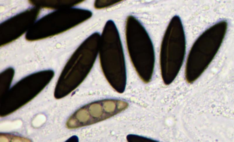 macrostoma