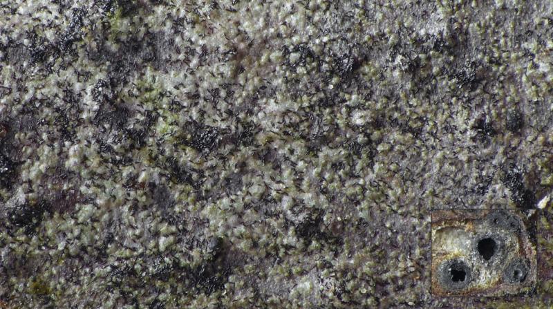 macrostoma