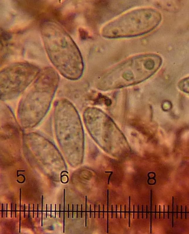 macrostoma