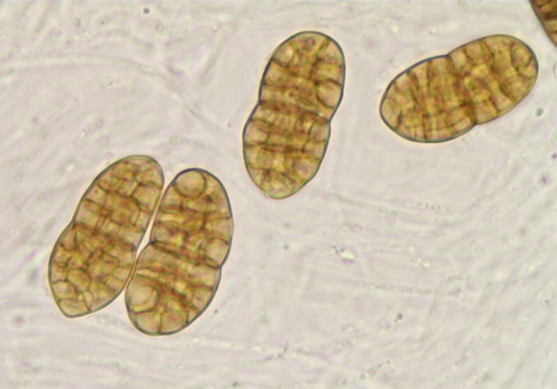 macrostoma