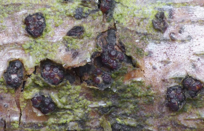 macrostoma