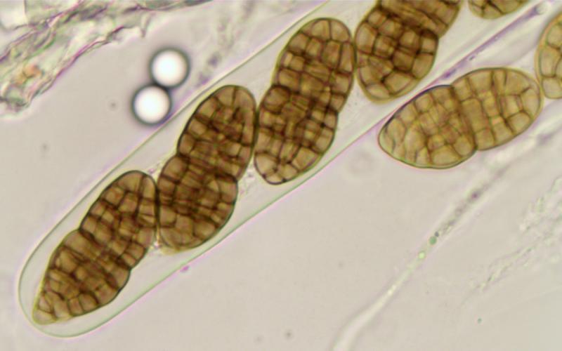 macrostoma