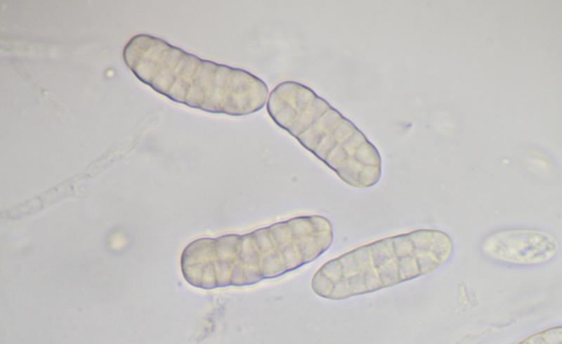 macrostoma
