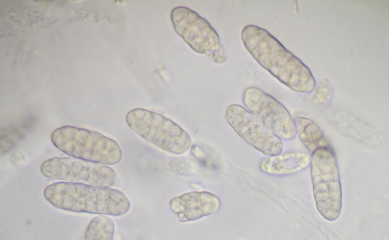 macrostoma