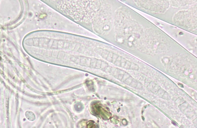 macrostoma